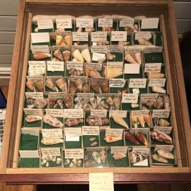 Shells in Drawer