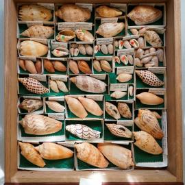Shells in Drawer