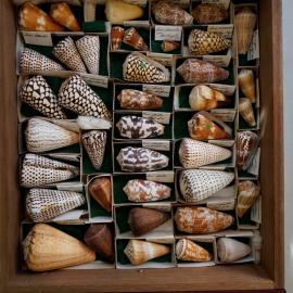 Shells in Drawer