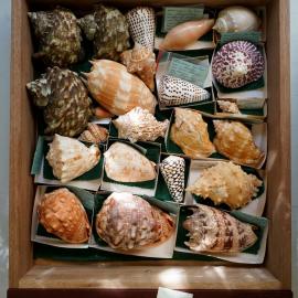 Shells in Drawer