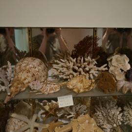 Shells