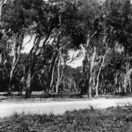 View of Lucas Avenue froom the Dillons' house after Bonville fence was removed, 1958
