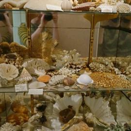 Shells