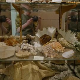 Shells