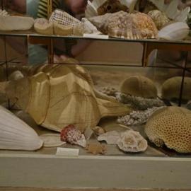Shells