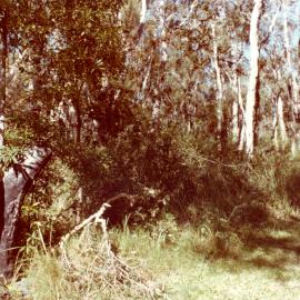 The Woolgoolga Lakeside Reserve area before vegetation clearance, c.1970