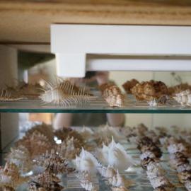 Shells