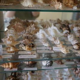 Shells