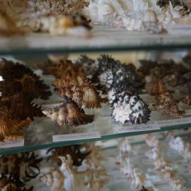 Shells