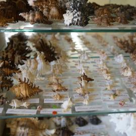 Shells
