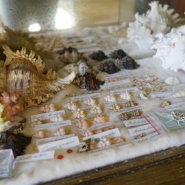 Shells