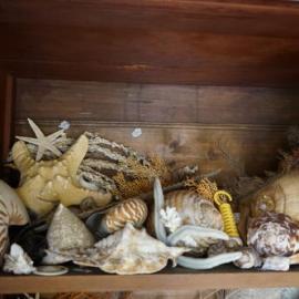Shells