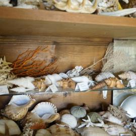 Shells