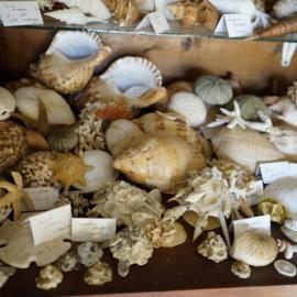 Shells