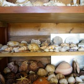 Shells