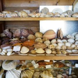Shells