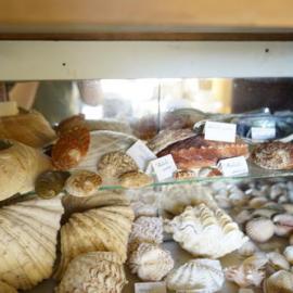 Shells