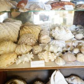 Shells
