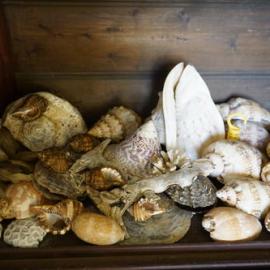 Shells