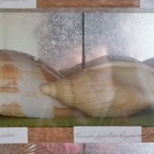 Shells
