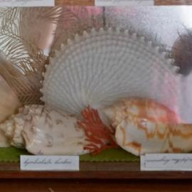 Shells