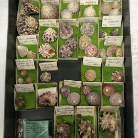 Shells