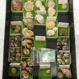 Shells