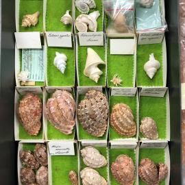 Shells