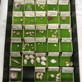 Shells