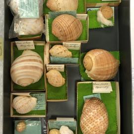 Shells