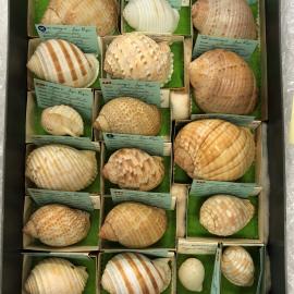 Shells
