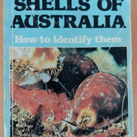 The Colourful Shells of Australia: How to identify them