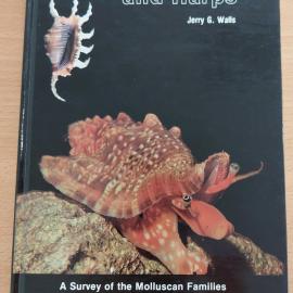 Conchs, Tibias, and Harps