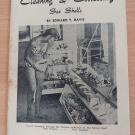 Your Guide to Cleaning & Collecting Sea Shells