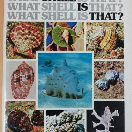 What shell is that?