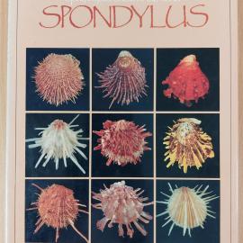 Spondylus: Spiny Oyster Shells of the World