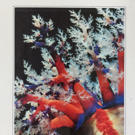 The Great Barrier Reef