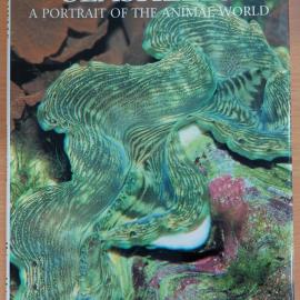 Seashells: A Portrait of the Animal World