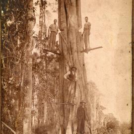 The timbercutter gang stands on springboards