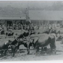 A bullock team stands at the Leonard's and Woolgoolga General stores, early 1900s