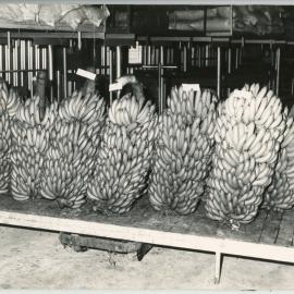 A stand of banana bunches