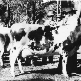 Cattle judging competition, 8 May 1952