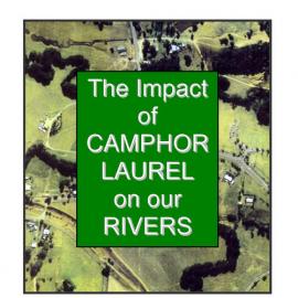 The impact of Camphor Laurel on our Rivers