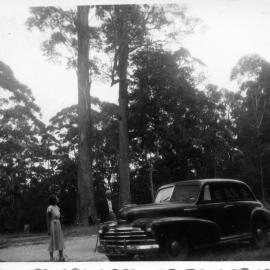 Ivy by the car near Bucca, c.1955