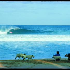 Pipeline dogs – 1976