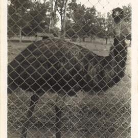 Emu at Parramatta Park, 1946