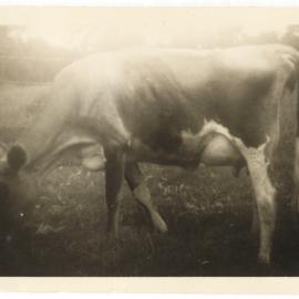 Dairy cow