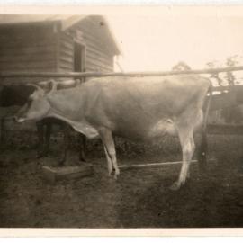 Photograph of dairy cows
