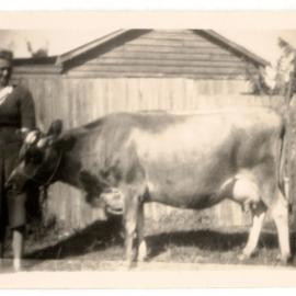 Photograph of woman with a dairy cow 