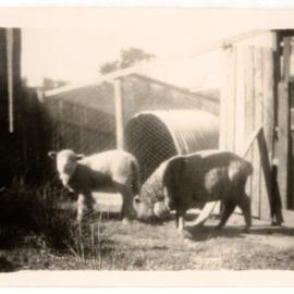 Photograph of woman with a dairy cow 